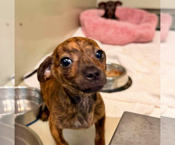 Medium Photo #1 Chihuahua Puppy For Sale in Spring Lake, NC, USA