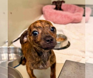 Chihuahua Dogs for adoption in Spring Lake, NC, USA