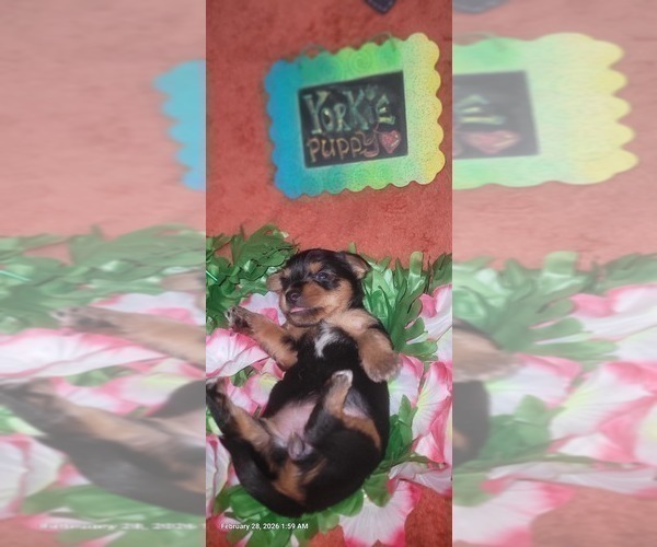 Medium Photo #2 Yorkshire Terrier Puppy For Sale in AKRON, OH, USA