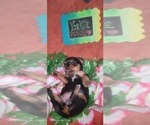 Small Photo #111 Yorkshire Terrier Puppy For Sale in AKRON, OH, USA