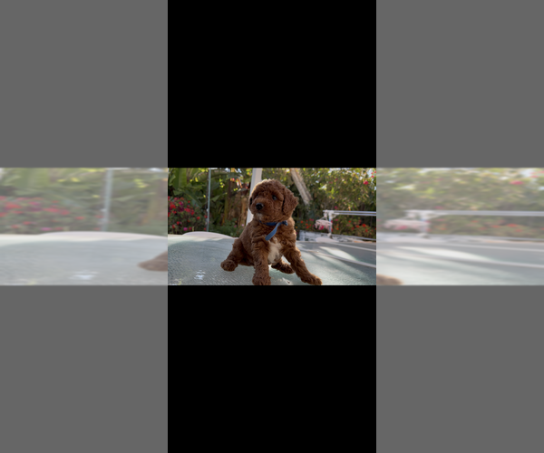Medium Photo #6 Labradoodle Puppy For Sale in THOUSAND OAKS, CA, USA