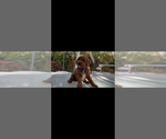 Small #5 Labradoodle