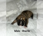 Small Photo #7 American Staffordshire Terrier-Boxer Mix Puppy For Sale in SCOBEY, MS, USA