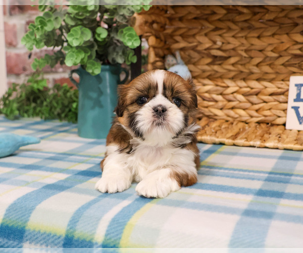 Medium Photo #7 Shih Tzu Puppy For Sale in SYRACUSE, IN, USA