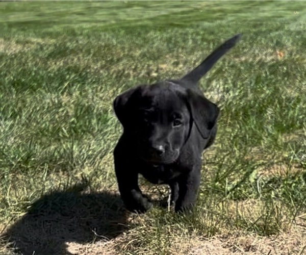 Medium Photo #2 Labrador Retriever Puppy For Sale in FREDERICKSBG, OH, USA