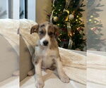 Small #2 Australian Shepherd Mix