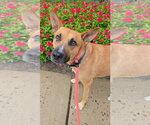 Small #19 Carolina Dog Mix