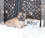 Small #1 Shih Tzu
