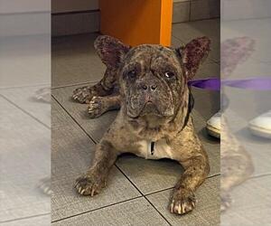French Bulldog Dogs for adoption in Rancho Cucamonga, CA, USA