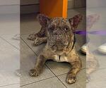 Small French Bulldog