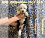 Small #4 Old English Sheepdog