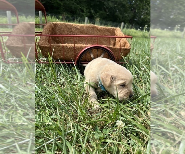 Medium Photo #4 Golden Retriever Puppy For Sale in NEOLA, WV, USA