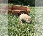 Small #3 Golden Retriever