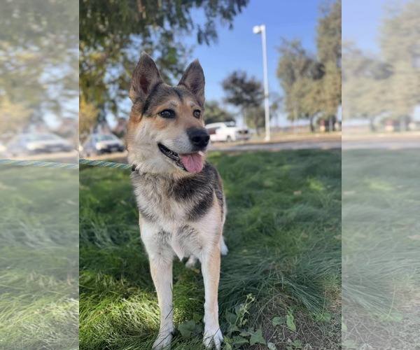 Medium Photo #3 German Shepherd Dog Puppy For Sale in Lafayette, CA, USA