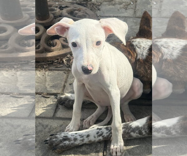 Medium Photo #2 Mutt Puppy For Sale in Fenton, MO, USA