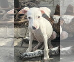 Small #1 Mutt
