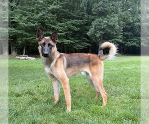 Mutt Dogs for adoption in Imlay City, MI, USA