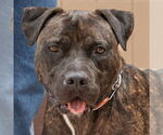 Small #12 American Staffordshire Terrier Mix