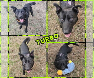 Turbo - Male Shollie Dog for Adoption - Photo #2