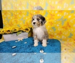 Small Photo #19 Bernedoodle-Poodle (Toy) Mix Puppy For Sale in BLACK FOREST, CO, USA