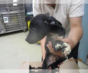 American Pit Bull Terrier Dogs for adoption in Oklahoma City, OK, USA
