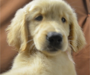 Medium Golden Retriever