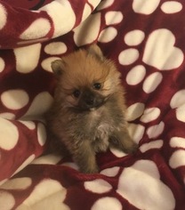 Pomeranian Puppy for sale in MACON, GA, USA