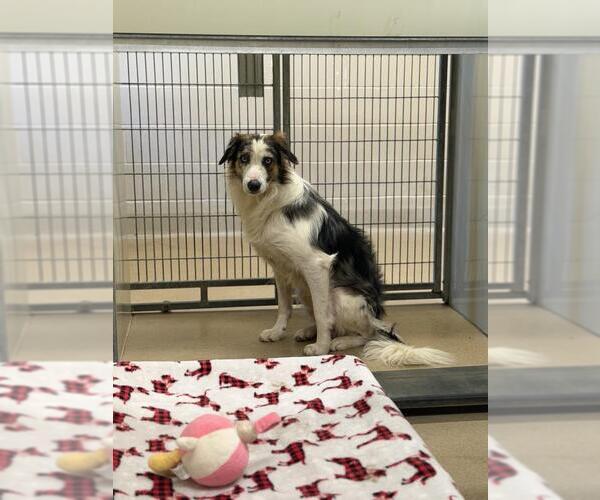 Medium Photo #1 Border Collie Puppy For Sale in Santa Maria, CA, USA