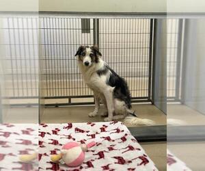 Border Collie Dogs for adoption in Santa Maria, CA, USA