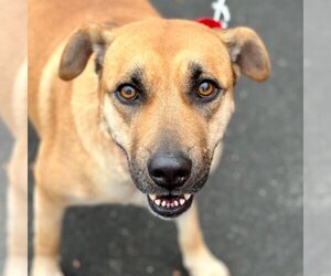 Black Mouth Cur-Unknown Mix Dogs for adoption in Canton, CT, USA