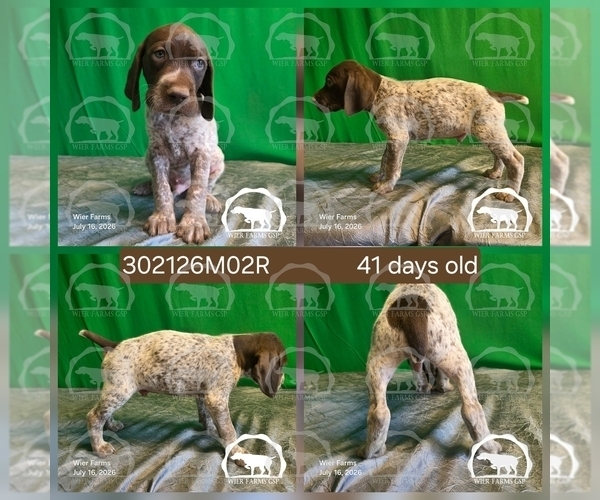 Medium Photo #1 German Shorthaired Pointer Puppy For Sale in MOYIE SPRINGS, ID, USA