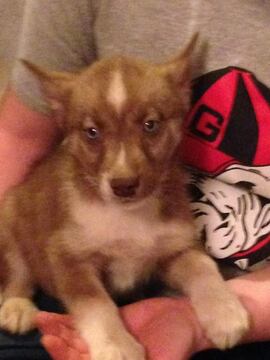 Medium Photo #2 Siberian Husky Puppy For Sale in GROVETOWN, GA, USA