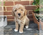 Small Goldendoodle (Miniature)