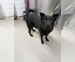 Labrottie Dogs for adoption in Fairbanks, AK, USA