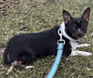 Chihuahua Puppy for sale in CANOGA, NY, USA