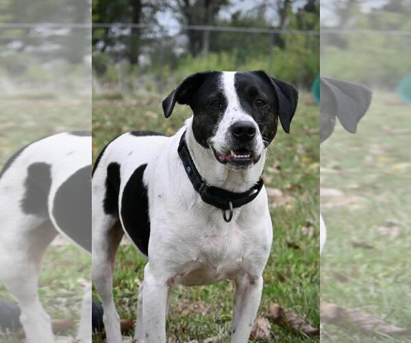 Medium Photo #3 Jack Russell Terrier-Unknown Mix Puppy For Sale in DuQuoin, IL, USA