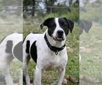 Small #2 Jack Russell Terrier Mix