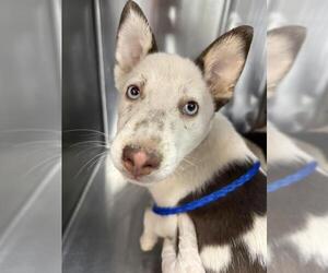 Mutt Dogs for adoption in Riverside, CA, USA