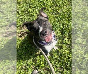 Medium American Staffordshire Terrier