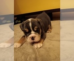 Puppy Moscow Puppy 2 English Bulldog