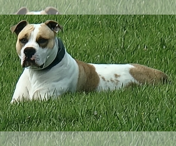 Medium Photo #1 American Bulldog Puppy For Sale in MARYVILLE, MO, USA