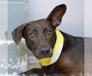 Labrador Retriever Dogs for adoption in San Antonio, TX, USA