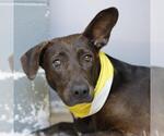 Small Labrador Retriever