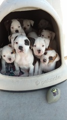 Puppyfinder Com American Bulldog Puppies Puppies For Sale Near Me In Oregon Usa Page 1 Displays 10