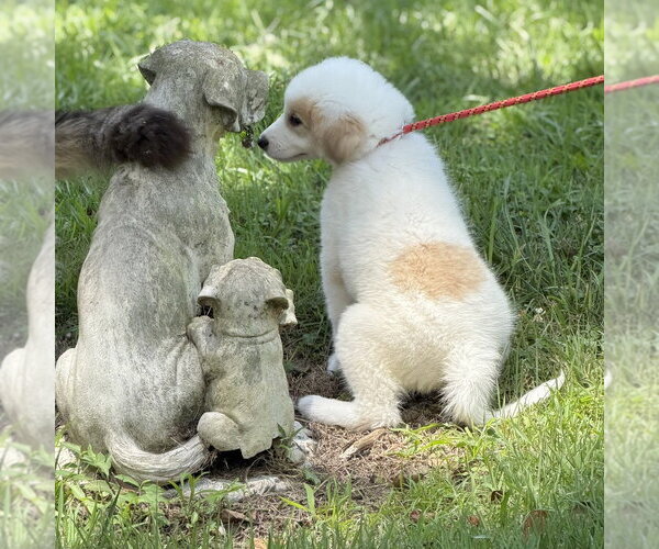 Medium Photo #3 Great Pyrenees Puppy For Sale in Yardley, PA, USA