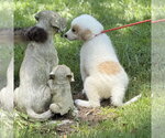 Small #2 Great Pyrenees