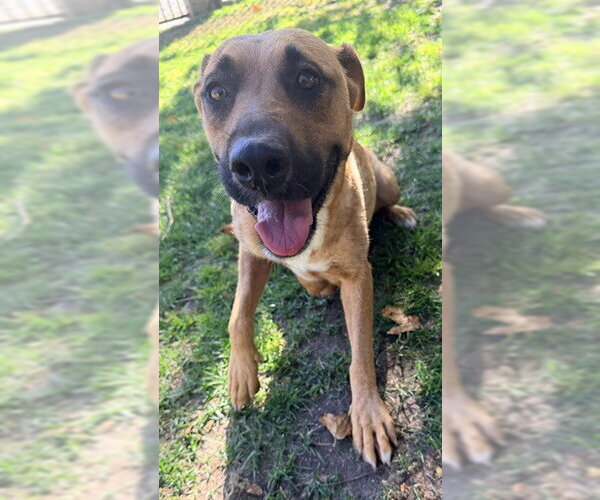 Medium Photo #2 German Shepherd Dog-Unknown Mix Puppy For Sale in Riverside, CA, USA