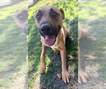Small #1 German Shepherd Dog Mix