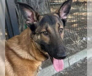 Mutt Dogs for adoption in Petaluma, CA, USA