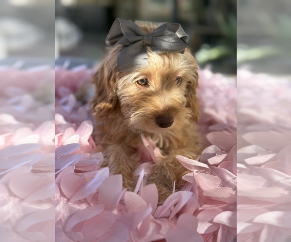 Medium Photo #2 Goldendoodle mix (+ Poodle Miniature) Puppy For Sale in MENIFEE, CA, USA